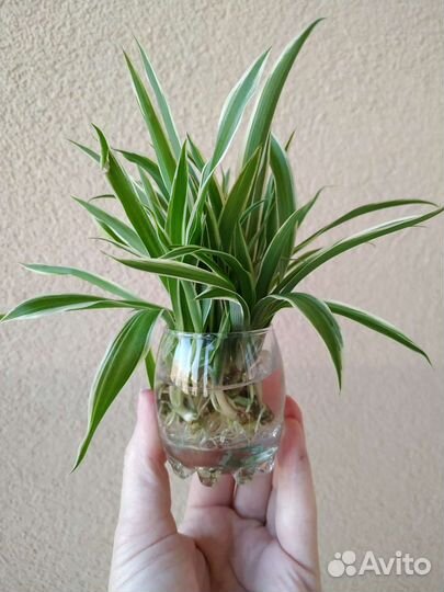 Хлорофитум хохлатый