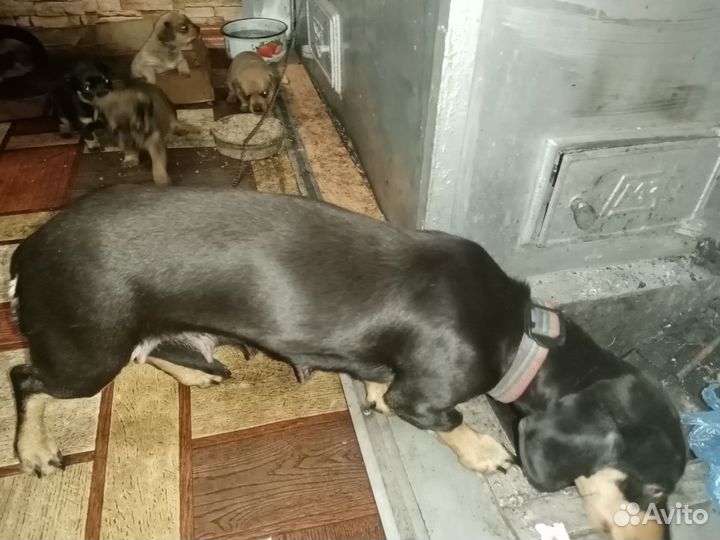 Щенки таксы бесплатно