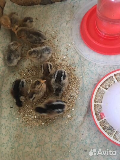 Цыплятам 2 дня-карликовой породы