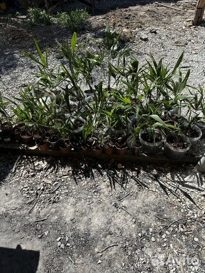 Пальма трахикарпус