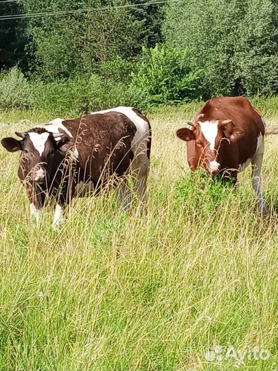 Телки стельные