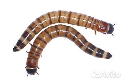 Зофобас, мучной червь. огневка пчелиная, бражник