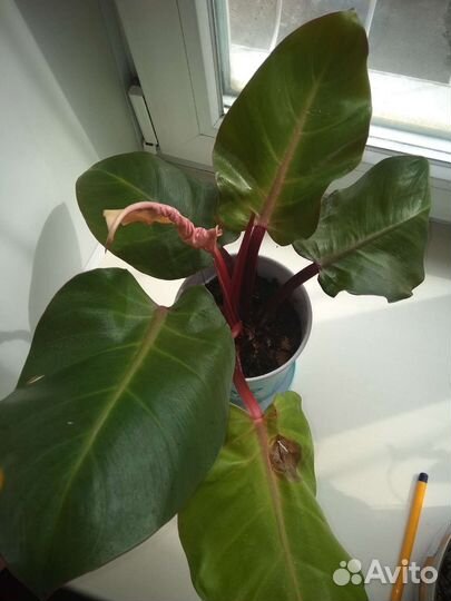 Филодендрон Черри Ред