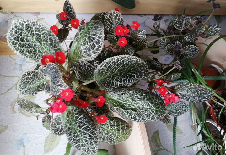 Эписция, алоэ