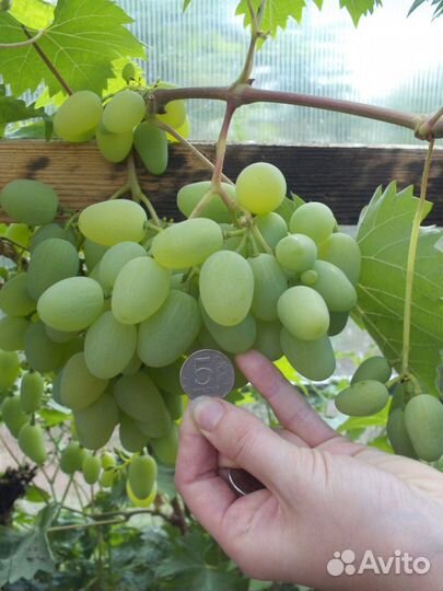 Псковский виноград. Саженцы