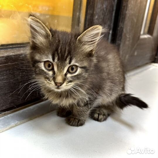 Манчкин котенок в добрые руки бесплатно