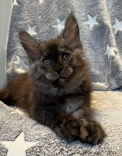 Котик мейн-кун