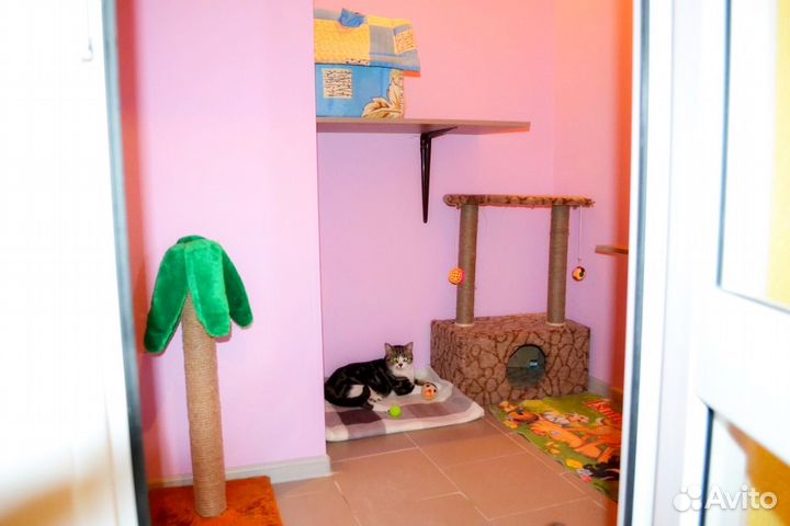 Домашний отель для вашей кошки на время отпуска