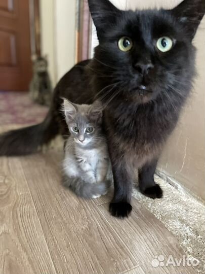 Котёнок в добрые руки