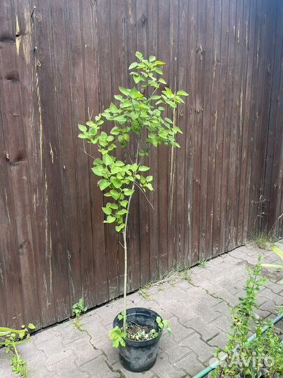 Сирень обыкновенная