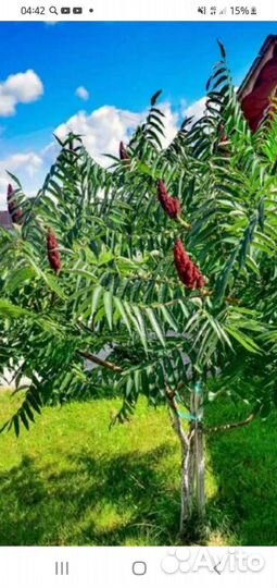 Саженцы сумах оленерогий