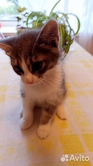 Кошечка