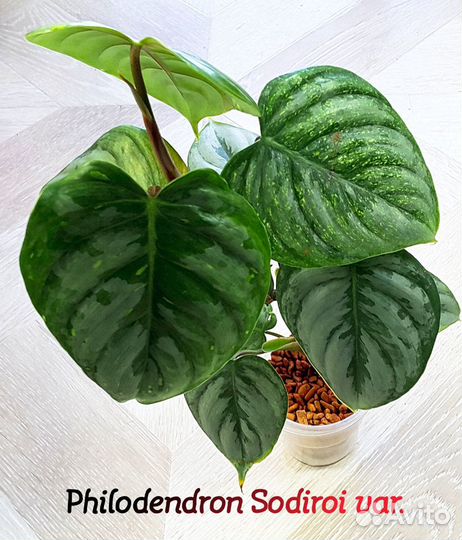 Филодендрон Орнатум