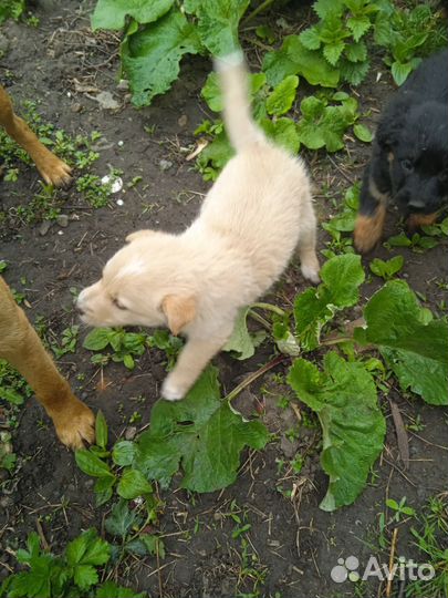 Щенок в добрые руки