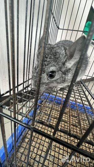 Шиншилла мальчик