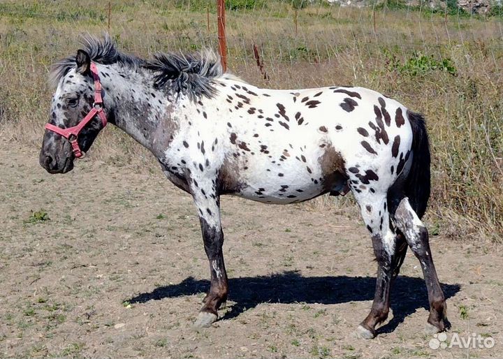 Чубарый жеребец(заезжен)