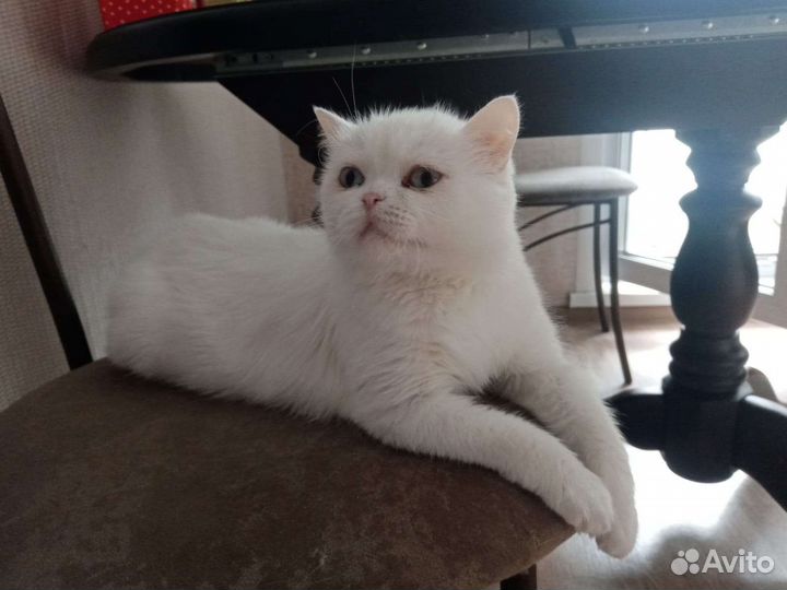 Кошки бесплатно