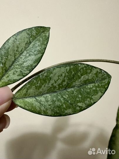 Хойя Crassipetiolata silver splash