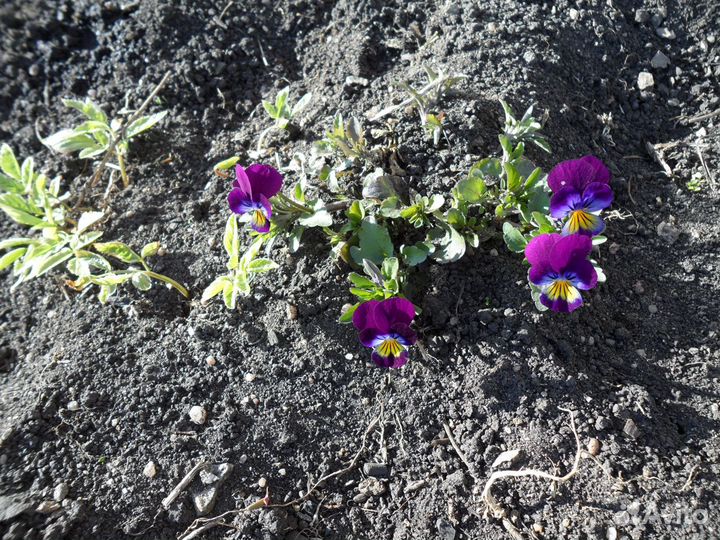 Многолетники для сада и клумб, разные виды лука