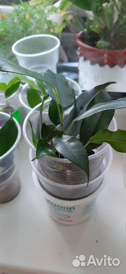 Фикус Бенджамина