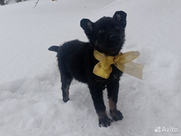 Маленькие собаки в дар