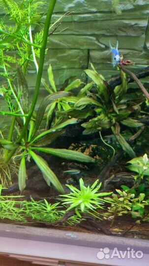 Эхинодорус