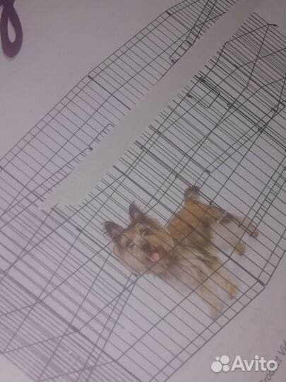 Вольер для собак в квартиру