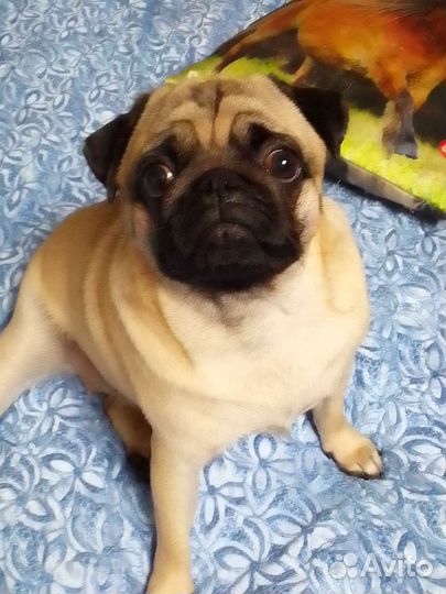 Миниатюрные собаки