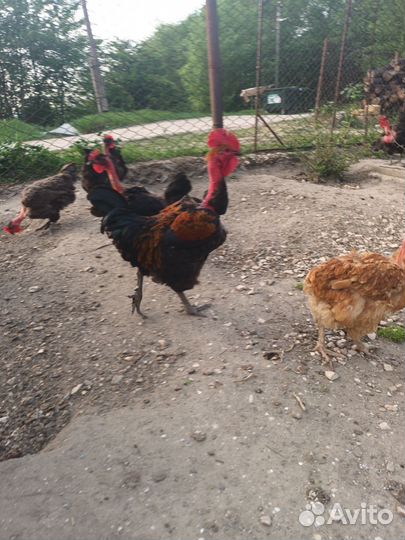 Петух голошейка