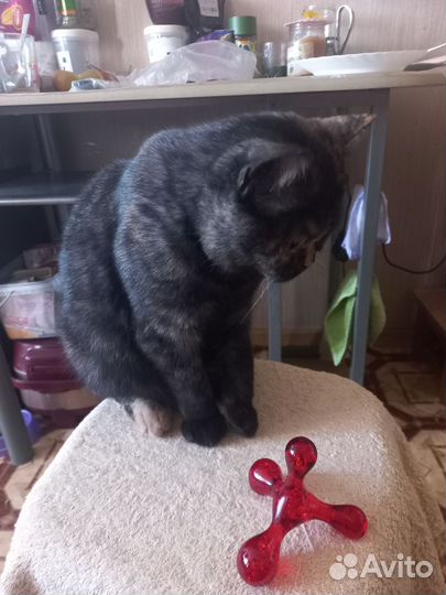 Кошка британка