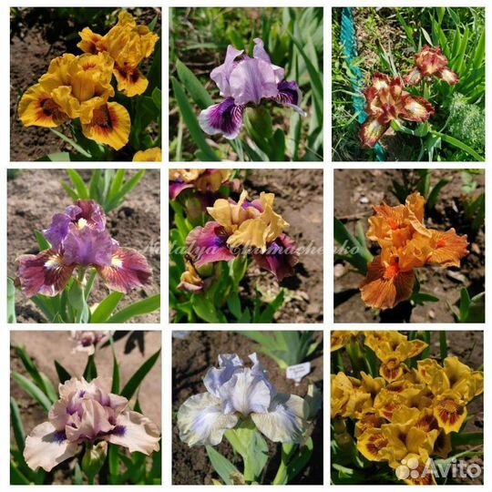 Ирисы карликовые
