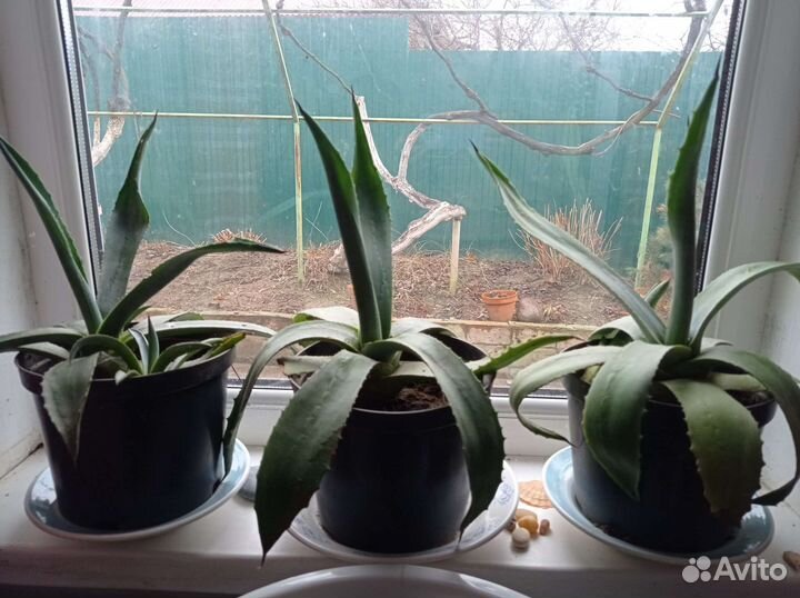 Агава голубая