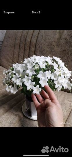 Кампанула