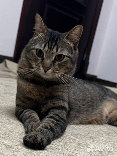 Отдам кота в добрые руки