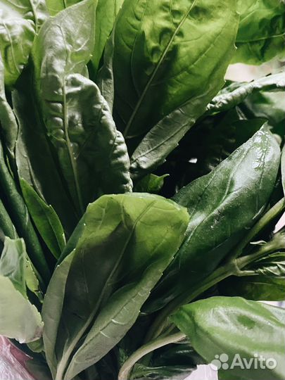 Базилик (пучок)