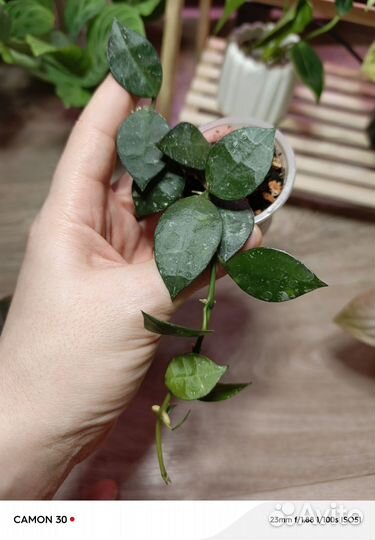 Хойя лакуноза эскимо