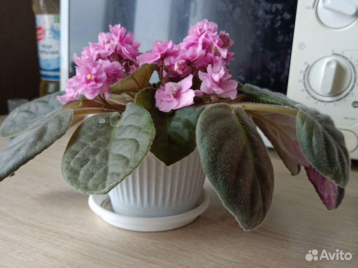 Фиалка розовая детки и взрослая цветущая