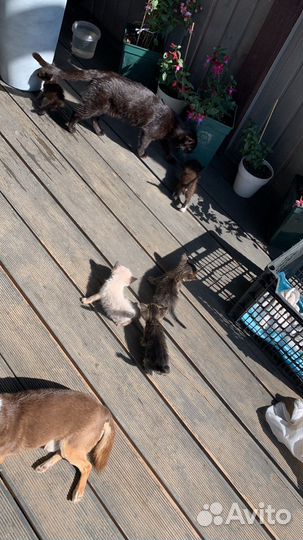 Котята в добрые руки