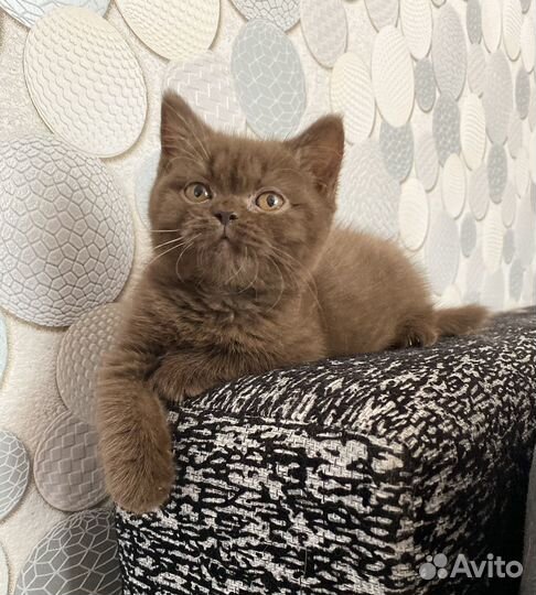 Британские шоколадные котята