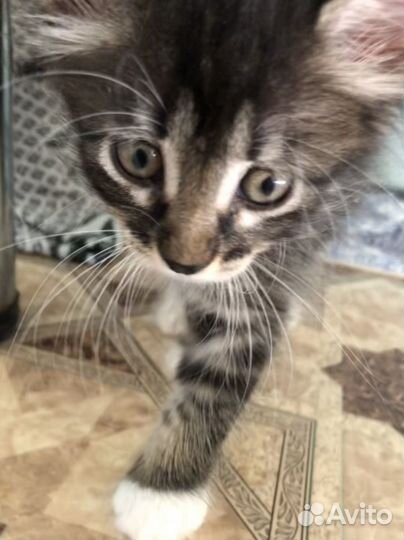 Котенок девочка в добрые руки