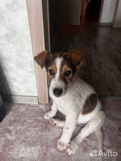 Помесь Джека Рассела и дворняжки