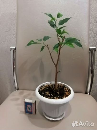 Фикусы разные(2 вида)