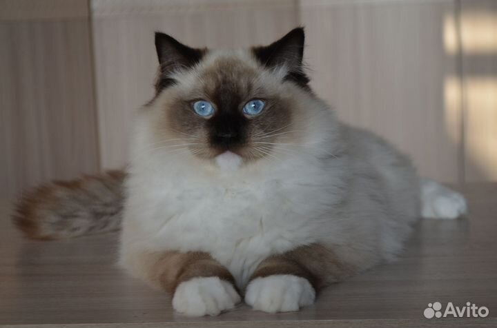 Котенок рэгдолл