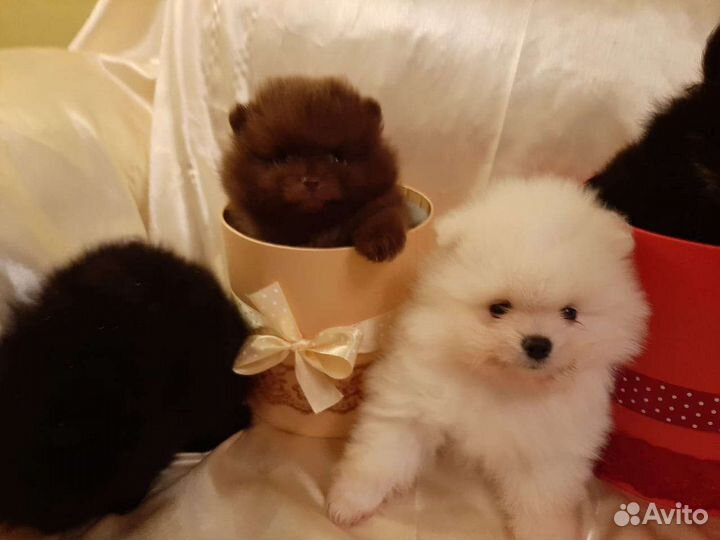 Померанский шпиц