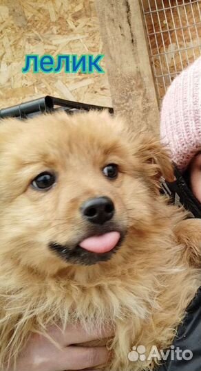 Собаки бесплатно в добрые руки