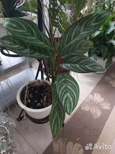 Спатифиллум