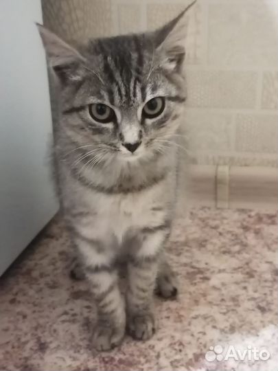 Котик в поисках дома