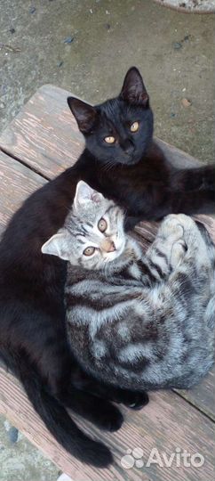 Котята отдам бесплатно