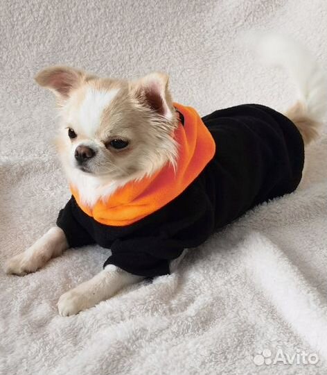 Одежда на осень для собак