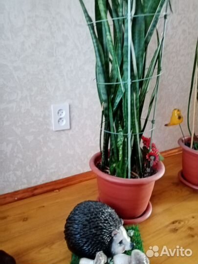 Комнатные цветы